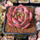 Echeveria 'Pink Champaign' 1"-2" Succulent Plant