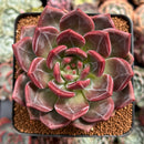 Echeveria 'Luna Solar' 3" Succulent Plant