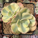 Echeveria 'Enfant' Variegated 3" Cluster Succulent Plant