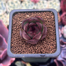Echeveria 'Black Tiger' 1" Succulent Plant