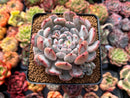 Echeveria 'Viyant' 3" Succulent Plant