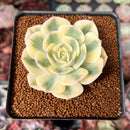 Echeveria 'Compton Carousel' 2" Succulent Plant