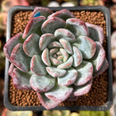 Echeveria 'Milk Rose' 2" Succulent Plant
