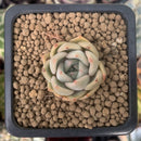 Echeveria 'Silonica' 1" New Hybrid Succulent Plant
