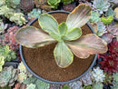 Echeveria 'Fimbriata' Variegated AKA 'Fasciculata' 5"-6" Succulent Plant
