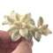 Graptoveria 'TItubans' Cluster Variegated 2" Succulent Plant