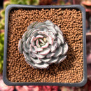Echeveria 'Strictiflora' 2" Succulent Plant