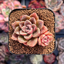 Echeveria 'Moralbi' 1" Succulent Plant