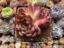 Echeveria Agavoides 'Fire Pillar' 3"-4" Cluster Succulent Plant