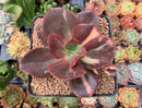 Echeveria 'Primadonna' Variegated 3" Succulent Plant
