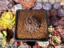 Echeveria 'Scorpio' 1" Succulent Plant