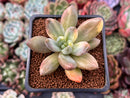 Pachyveria 'Oviferum Shireiden' Variegated 2" Succulent Plant