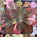 Echeveria 'Primadonna' Variegated 2"-3" Succulent Plant