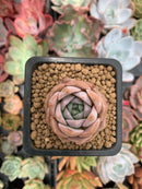 Echeveria 'Goddess' 1" New Hybrid Succulent Plant
