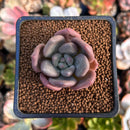 Echeveria 'Valentine' 1" Succulent Plant