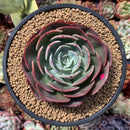 Echeveria 'Muesli' 4" Succulent Plant