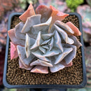 Echeveria 'Swan Lake' 2" Succulent Plant