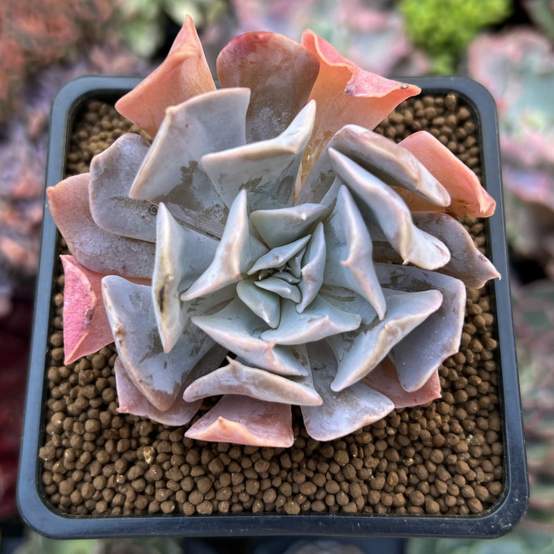 swan lake succulent Echeveria 'Swan Lake' 2" Succulent Plant – True Succulents Plant Co