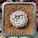 Echeveria 'Viyant' 1" Succulent Plant