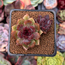 Echeveria 'Violet Cheese' 2" Cluster Succulent Plant