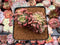 Pachyveria 'Paradoxa' Crested 3" Succulent Plant
