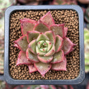 Echeveria 'Cello' 1" New Hybrid Succulent Plant