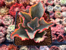 Echeveria 'Tornado' Variegated 3" Cutting Succulent Plant