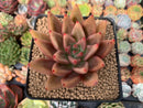 Echeveria Agavoides 'Planetary Stars' 3" Succulent Plant