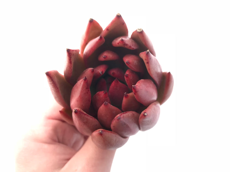 Echeveria Agavoides Red Maria 3” Rare Succulent Plant
