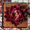 Echeveria Agavoides 'Luming' 2" Succulent Plant