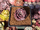 Echeveria 'Mauve' 1" Succulent Plant