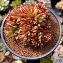 Echeveria 'Mundy' Crested 5" Succulent Plant