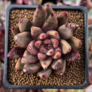 Echeveria Agavoides 'Psyche' 2" Succulent Plant