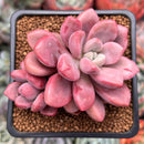 Echeveria 'Polari' 2" Cluster Succulent Plant