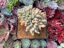 Cremeneria 'Expatriata' (Cremnophila linguifolia x Echeveria amoena ‘Microcalyx’) Crested Cluster 2"-3" Succulent Plant