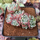 Echeveria 'Nanahukumini' 2" Cluster Succulent Plant