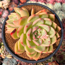 Echeveria 'Orange Champaign' 4" Succulent Plant