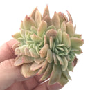 Echeveria 'Pastel' Crested 2" Succulent Plant