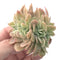 Echeveria 'Pastel' Crested 2" Succulent Plant