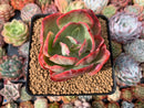 Echeveria 'Kanteli' Variegated 3" Succulent Plant