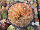 Echeveria Agavoides 'Elkhorn' Crested 5" Succulent Plant