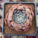 Echeveria 'Momentum' 2" Succulent Plant