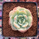 Echeveria 'Pudgy' 2" Succulent Plant