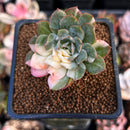 Echeveria 'Bradburiana' Variegated 2" Succulent Plant