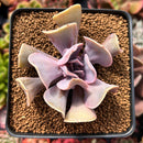 Echeveria 'Perle von Nurnberg' Trumpeting Form (Not Trumpet Pinky) 2"-3" Succulent Plant