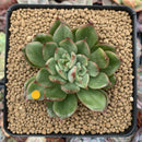 Echeveria Agavoides 'Eve' Variegated 3” Succulent Plant
