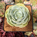 Echeveria 'Mont Blanc' 2"-3" Succulent Plant
