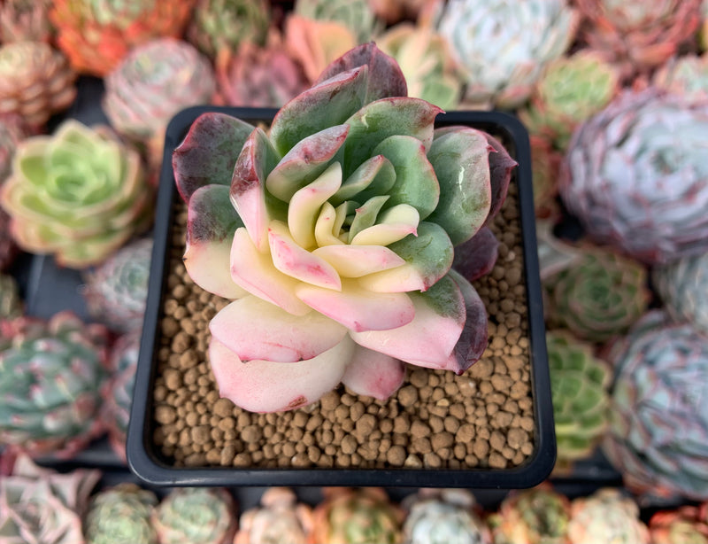 bradburiana succulent Echeveria 'Bradburiana' Variegated 3" Succulent Plant – True Succulents  Plant Co