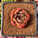 Echeveria 'Firemon' 1" Succulent Plant