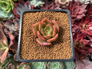 Echeveria Agavoides 'Padma' 2" Succulent Plant